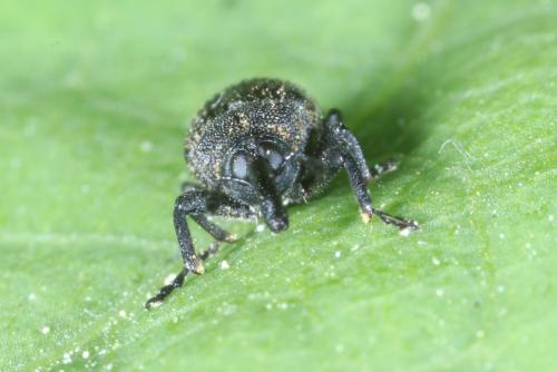 Magdalis cerasi